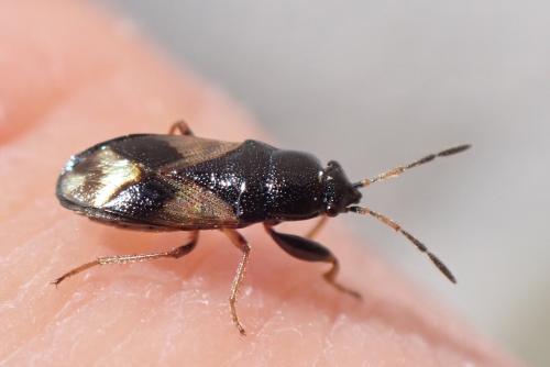 Megalonotus praetextatus
